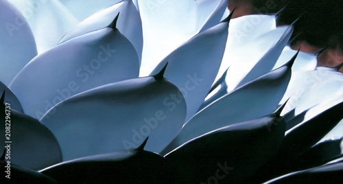 agave leaves casting shadows in aesthetic agricultural botanical background