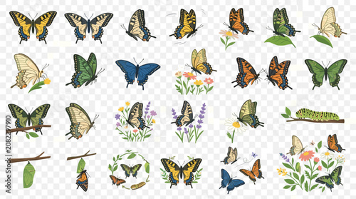 Canvastavla Diverse butterfly collection in various stages against a transparent background