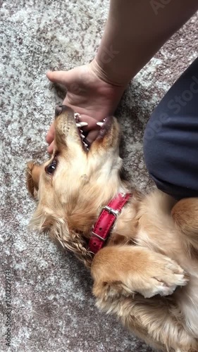 Dog Playing with Owner's Hand on Carpeted Floor