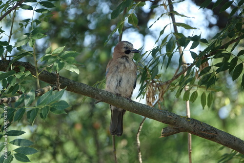 the beautiful Eurasian jay (Garrulus glandarius,)