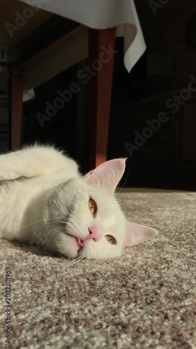 White Cat Relaxing on Carpet in Sunlit Room