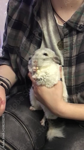 Chinchilla Eating Treats in Person's Hand Indoors