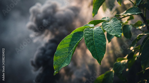 Fotografija Green leaves contrast with dark smoke pollution environmental concept