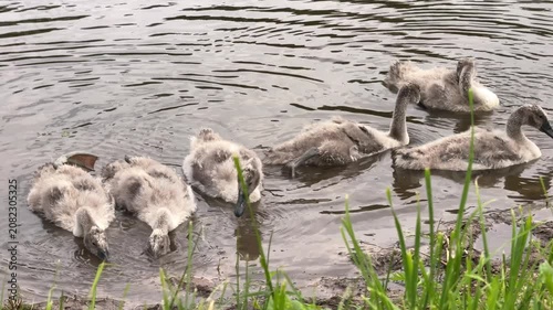 Young swan cygnets swimming and feeding in a calm pond near the muddy shore outdoors. Nature wildlife, bird family, freshwater habitat, spring season.
