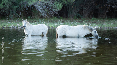 Photography White Salt River Wild Horses standing in the Salt River near Mesa, Arizona