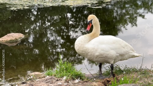 White swan preening its feathers on the grassy bank of a calm pond with tree reflections, wildlife in natural habitat, nature scene.