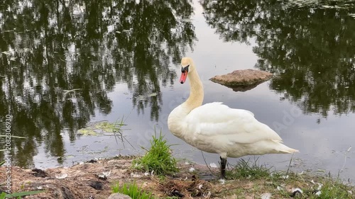 White swan preening its feathers on the grassy bank of a calm pond with tree reflections, wildlife in natural habitat, nature scene.