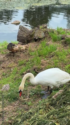  White swan grazing on grass near tranquil pond with tree stump, peaceful wildlife scene in natural habitat, waterfowl in serene outdoor setting.