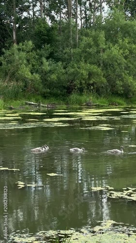  White swan and gray cygnets swimming in a calm green pond with lily pads, surrounded by lush trees, wildlife, nature scene, family of birds