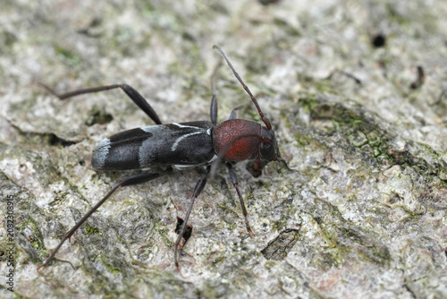 Foto Closeup on a small vivid European longhorn beetle, Callidium ruficorne from the