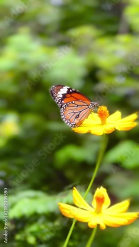 Close-up of a butterfly feeding on a small wildflower, showing delicate wings and fine details against a soft green background, capturing calm natural behavior and vibrant outdoor life.