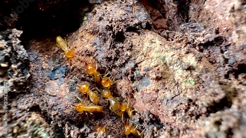 Rare macro footage of multiple termite queens moving inside an active termite colony. Worker termites surround reproductive termites within a natural nest in a decaying tree trunk.