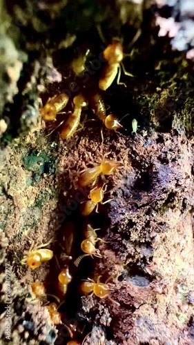 Rare macro footage of multiple termite queens moving inside an active termite colony. Worker termites surround reproductive termites within a natural nest in a decaying tree trunk.