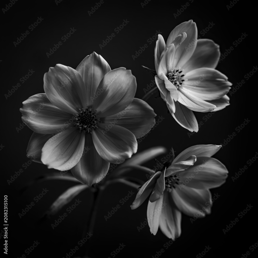 Fototapeta premium Three white flowers with dark centers on transparent background transparent background