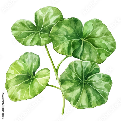 Fotografie Gotu Kola watercolor drawing vector, high-quality modern illustration on a pure