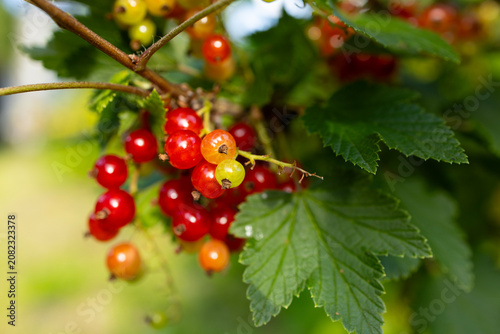 Redcurrant branch with ripe red berries. harvesting of summer berries