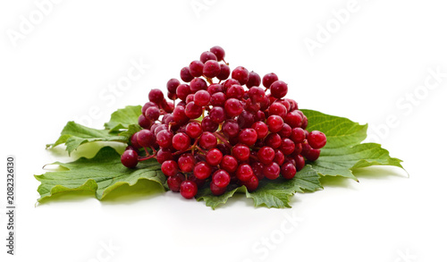 Fotografía Bunch of red viburnum berries with green leaves.