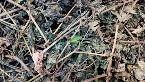 Konstfotografi Dried Leaves and Stems of a Plant in a Textured Pile
