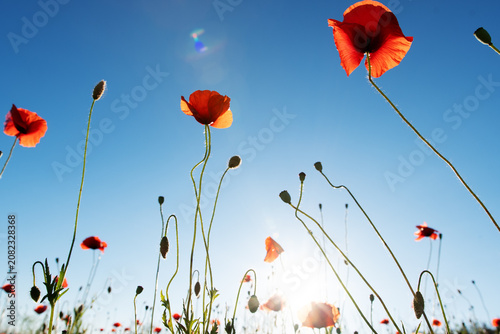 wild red beautiful poppy flower blossoming  at field at sunny evening against blue sky.  close up