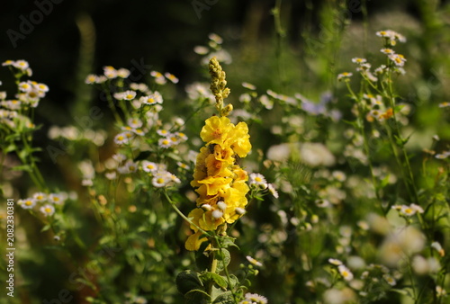Dense flowered mullein (Verbascum densiflorum)