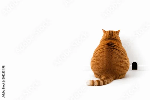 Fototapeta na wymiar Orange cat sitting beside a small wall opening. Space for text.