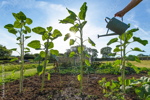 Watering a garden picture showing a gardeners watering can sprinkling water over sunflowers in a vegetable patch. The low evening sun lights the sunflowers from behind. English Country garden. 