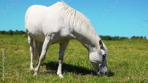 White horse grazing on green meadow. Majestic equine eating grass in summer field under clear blue sky. Nature rural landscape with stallion in countryside on sunny day.