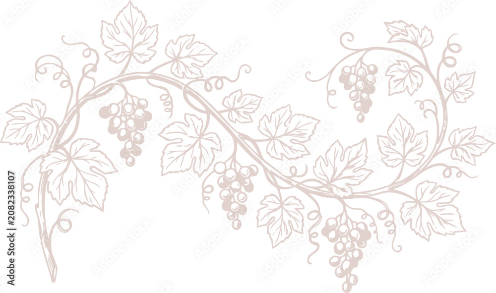 Fototapeta premium Elegant Grapevine Branch with Grapes and Leaves Vector Illustration for Wine Labels, Vineyard Branding & Organic Food Packaging (EPS)