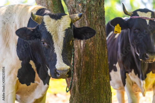 Fotografija Two black and white cows standing near tree in rural field