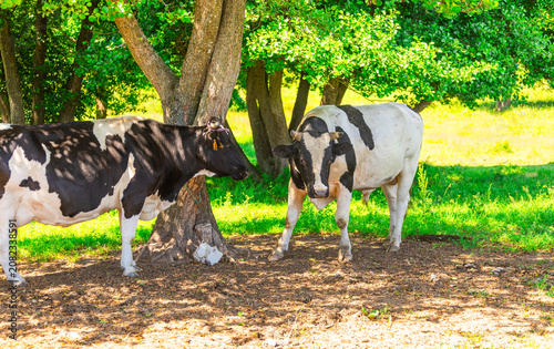 Εκτύπωση καμβά Two black and white cows standing near tree in rural field