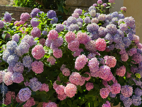 Foto Gorgeous Hydrangea hortensia shrub pink purple flowers
