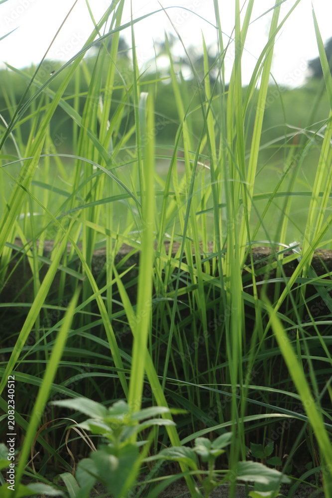 Fototapeta premium Fresh green grass stems close up in a meadow with environment close-up seasonal landscaping