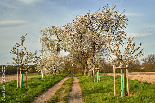 A dirt road and white-blooming fruit trees in spring