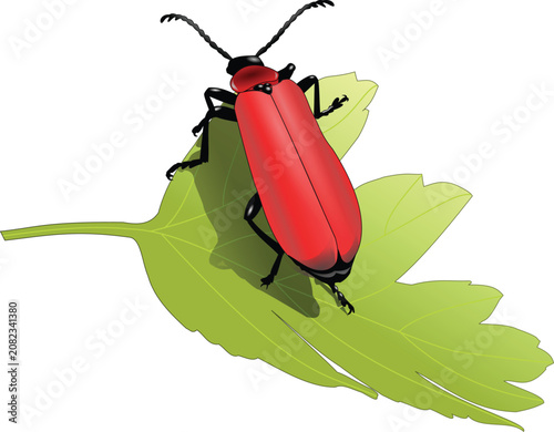 Red Cardinal Beetle Insect Sitting on Green Leaf Vector Illustration