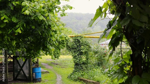 Vászonkép A cozy, green courtyard in the countryside on a cloudy day