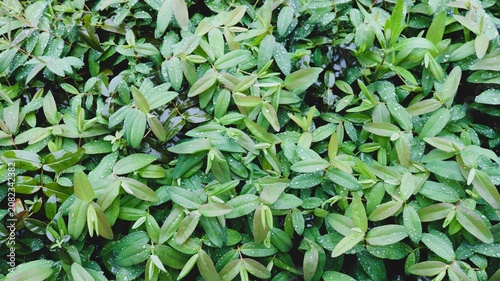 Obraz na plátně A dense green carpet of young leaves from an ornamental shrub, strewn with countless transparent drops after a summer rain