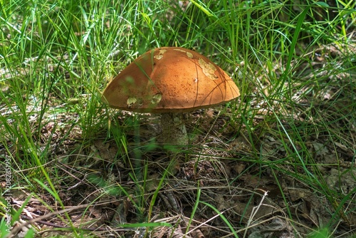 Obraz na płótnie Mushroom red-capped scaber stalk (Leccinum aurantiacum) among grass