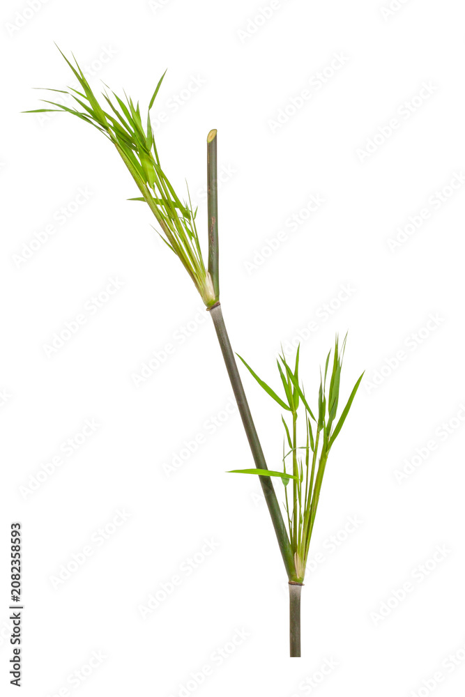 Obraz premium Tropical green bamboo plant foliage cut out for natural design element.