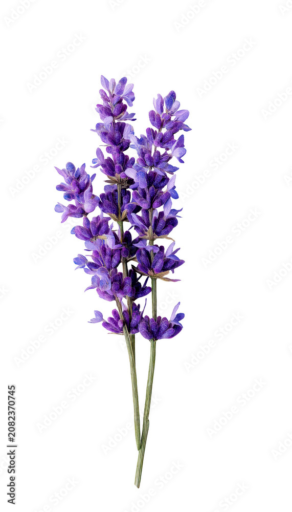 Obraz premium Bouquet of Lavender Flowers. Isolated lavender flowers on transparent background with full depth of field. Lavender Flower png clip art clipart