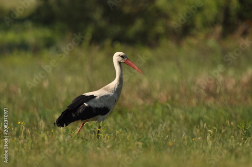 Stork walking gracefully in a lush green field during the golden hour