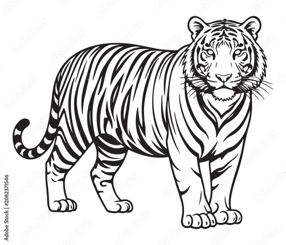 Obraz premium Tiger Standing Isolated on White Background