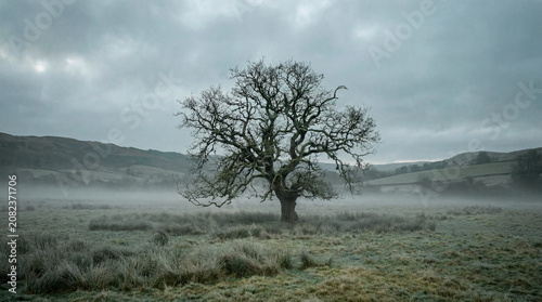 Ancient lone oak tree in misty meadow under moody grey sky