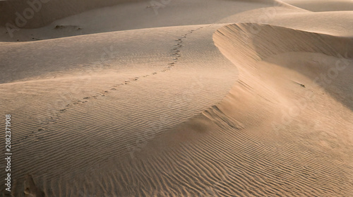Rippled desert dune marked by trailing footprints under soft light
