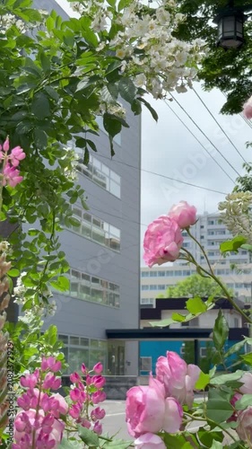 Slider shot transitioning from fresh Japanese roses to light pink English roses
