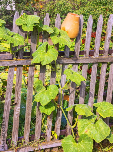 Fence of a rural house garden