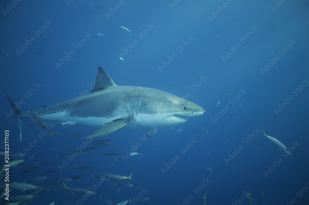 Fototapeta premium Great white shark in the Pacific Ocean