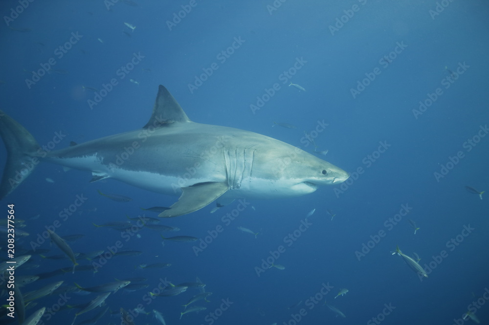 Fototapeta premium Great white shark in the Pacific Ocean