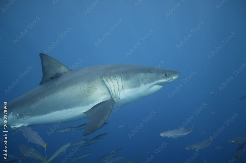Fototapeta premium Great white shark in the Pacific Ocean