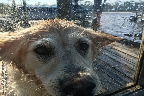 Dogs Wet Face Through Rainy Window