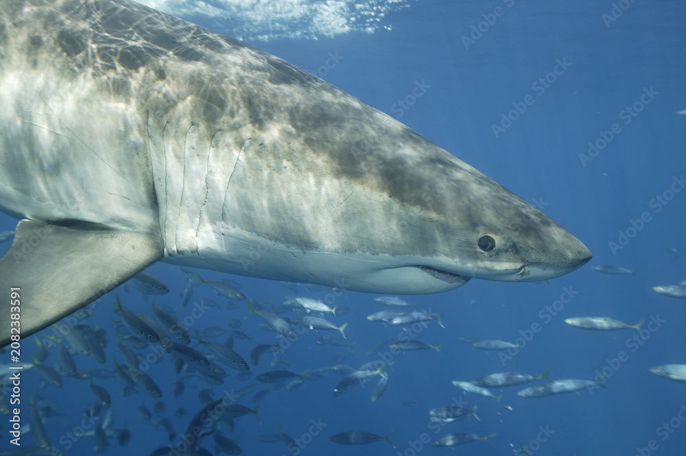 Naklejka premium Great white shark in the Pacific Ocean